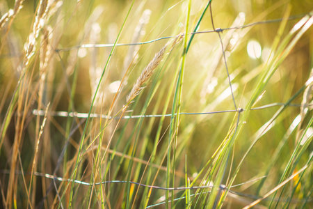 European marram grass behind a fenceの写真素材