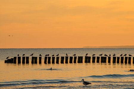 Sunrise over the Baltic Sea with groynesの写真素材