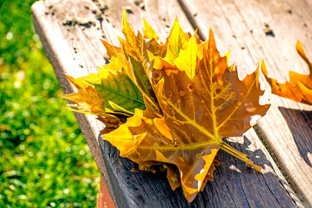 leaf on a park bench