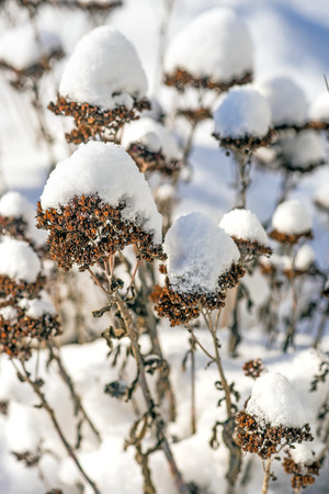 snow-hat on sedumの写真素材