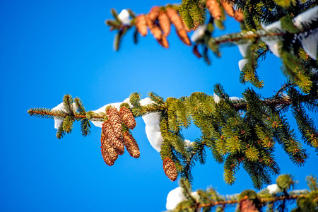 snow-hat on a spruce