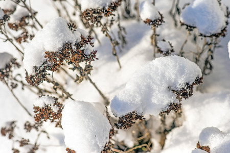 snow-hat on sedumの写真素材
