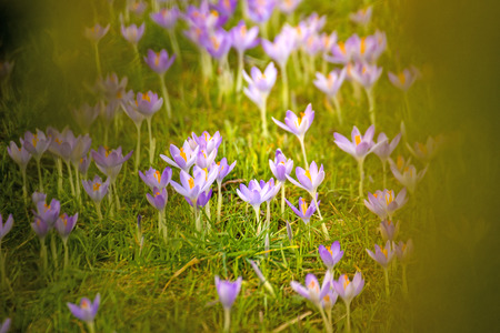 Crocus, spring flower in Germanyの写真素材