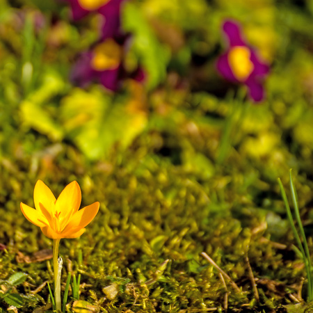 Crocus, spring flower in Germanyの写真素材