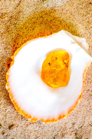 Amber with embedded insectの写真素材