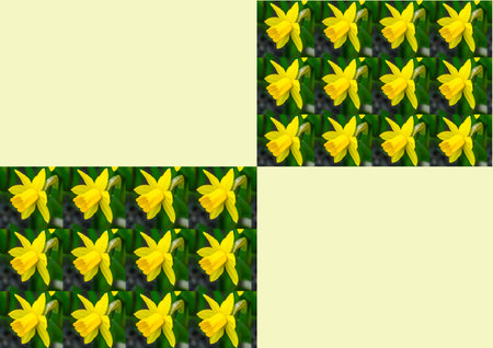 stationery with daffodil flowersの写真素材