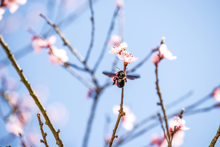 Peach blossom in spring with carpenter beeの写真素材