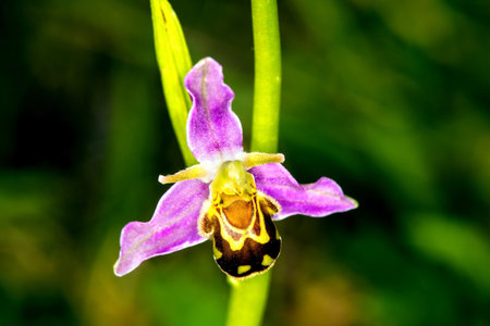bee orchid on a meadow