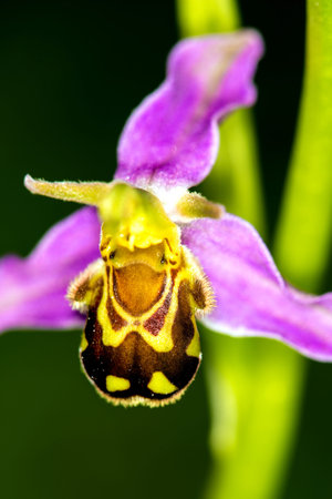 bee orchid on a meadowの写真素材