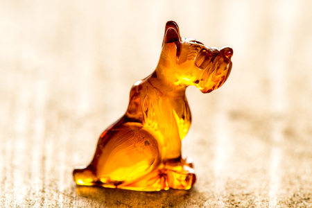 Amber dog, closeupの写真素材