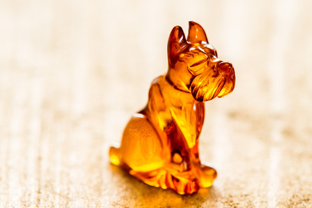 Amber dog, closeupの写真素材
