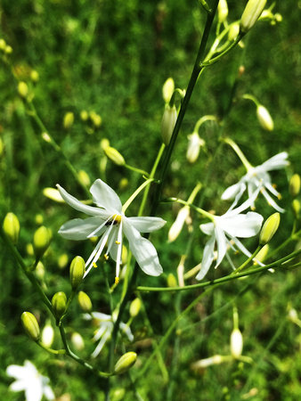 grass lily flowerの写真素材