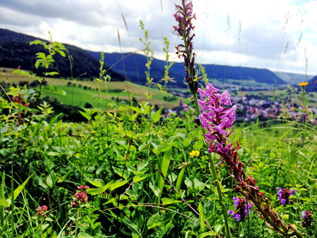 Gymnadenia orchid on a meadow in Germanyの写真素材