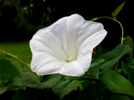 ordinary bindweed, Calystegia sepium with flower
