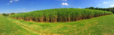 switch grass in summerの写真素材