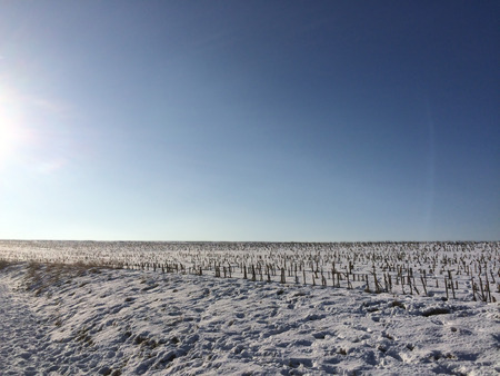 stubble field with snowの写真素材