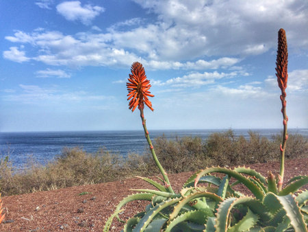 Aloe vera with flowerの写真素材