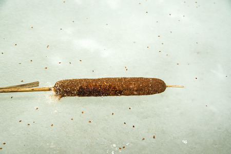 Cattail flower on iceの写真素材