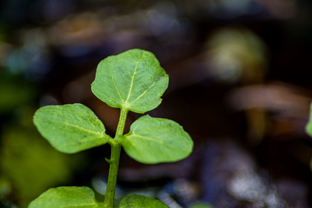 water cress, Nasturtium officinaleの写真素材