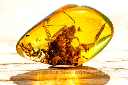 Amber with embedded insect