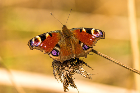 peacock butterfly on a branchの写真素材