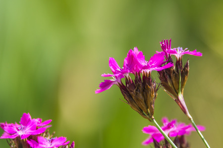 Carthusian Pink, medieval medicinal herb of the abbeysの写真素材