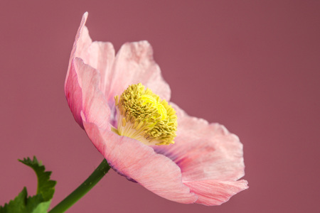 Opium poppy flowerの写真素材