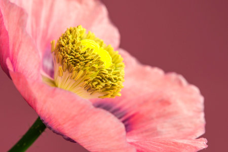 Opium poppy flowerの写真素材