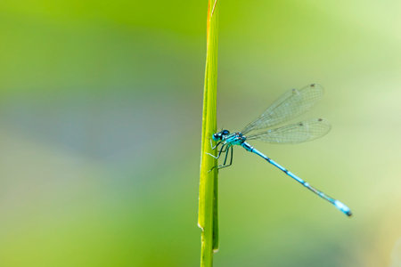 Azure Damselfly sitting on grass near a pond