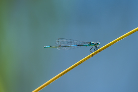 Azure Damselfly sitting on grass near a pondの写真素材