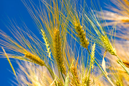 barley, head with blue sky