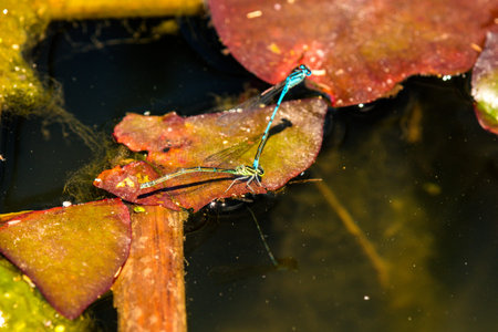 Azure Damselfly, reproduction, matingの写真素材
