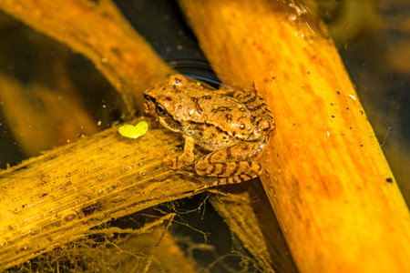young frog in a pond