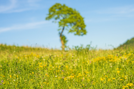 tree on a green meadow with a blue skyの写真素材