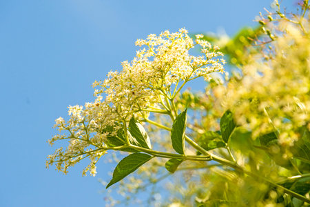 elder bush in spring, Sambucus nigra, blossomの写真素材