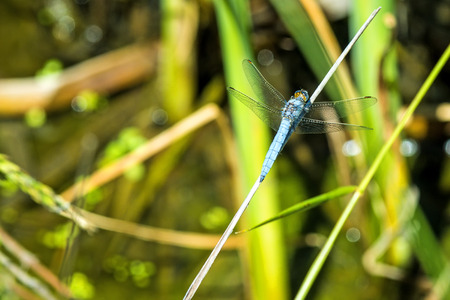 black-tailed skimmer, Orthetrum cancellatum,  European dragonflyの写真素材