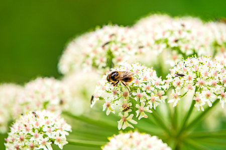 common hog-weed, flower with insect