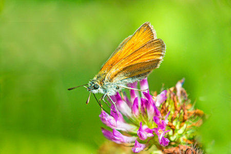 small skipper on clove flowerの写真素材
