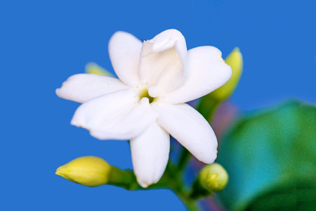 common jasmine, flower, closeup