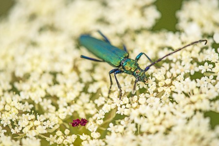 musk beetle on wild carrot flowerの写真素材