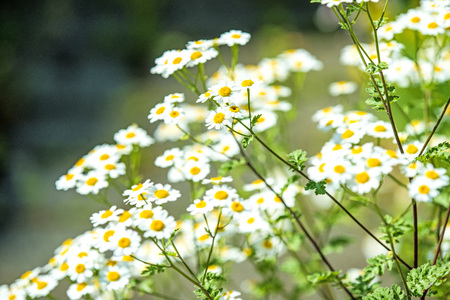feverfew, medicinal plant with flowerの写真素材