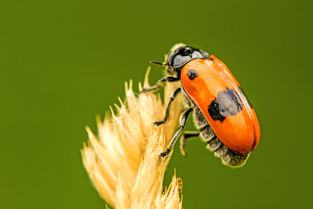 froghopper, Cercopis sanguinea, endangered insectの写真素材