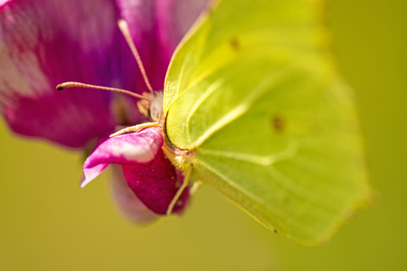 Brimstone butterfly, Gonepteryx rhamni on vetch flowerの写真素材