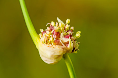 garlic with germed onions