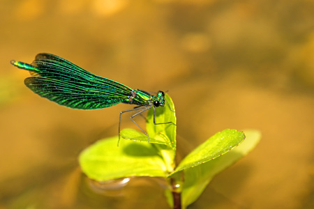 beautiful demoiselle, Calopteryx virgo, maleの写真素材
