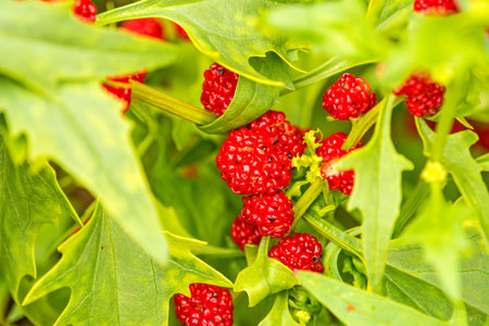 leafy goosefoot, fruitsの写真素材