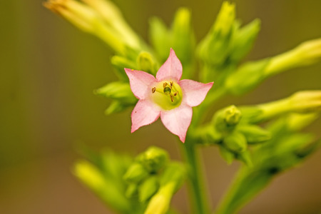 tobacco flower in summertimeの写真素材