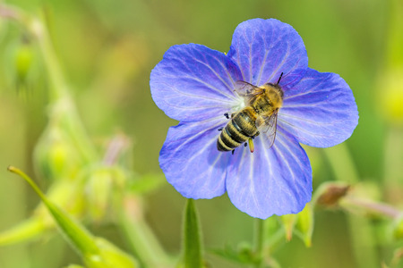 bee on flower of meadow geraniumの写真素材