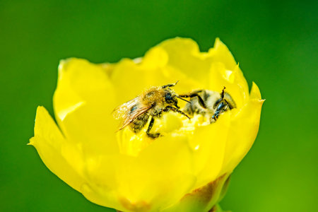 bee on yellow flower of opuntia cactusの写真素材
