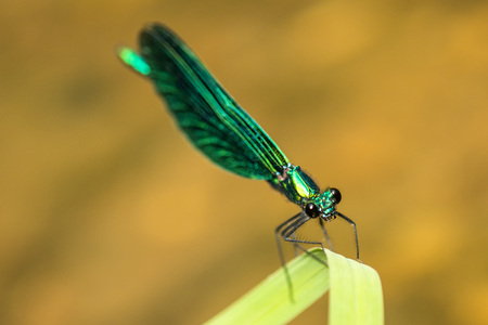 beautiful demoiselle, dragonfly on a grassの写真素材